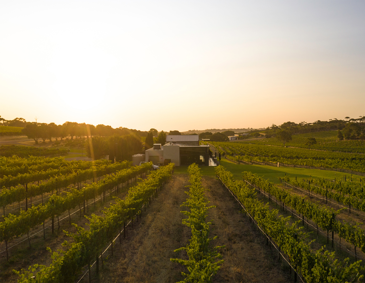 Angove wines vineyard with sun setting in the background
