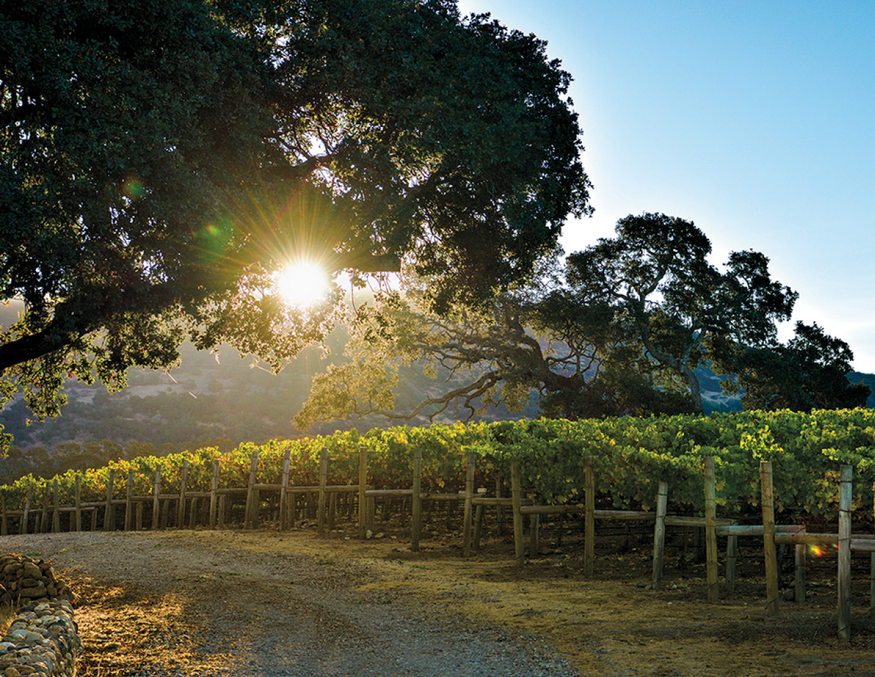 ZIATA coombsville vineyard, large tree with sun shining through it's branches.