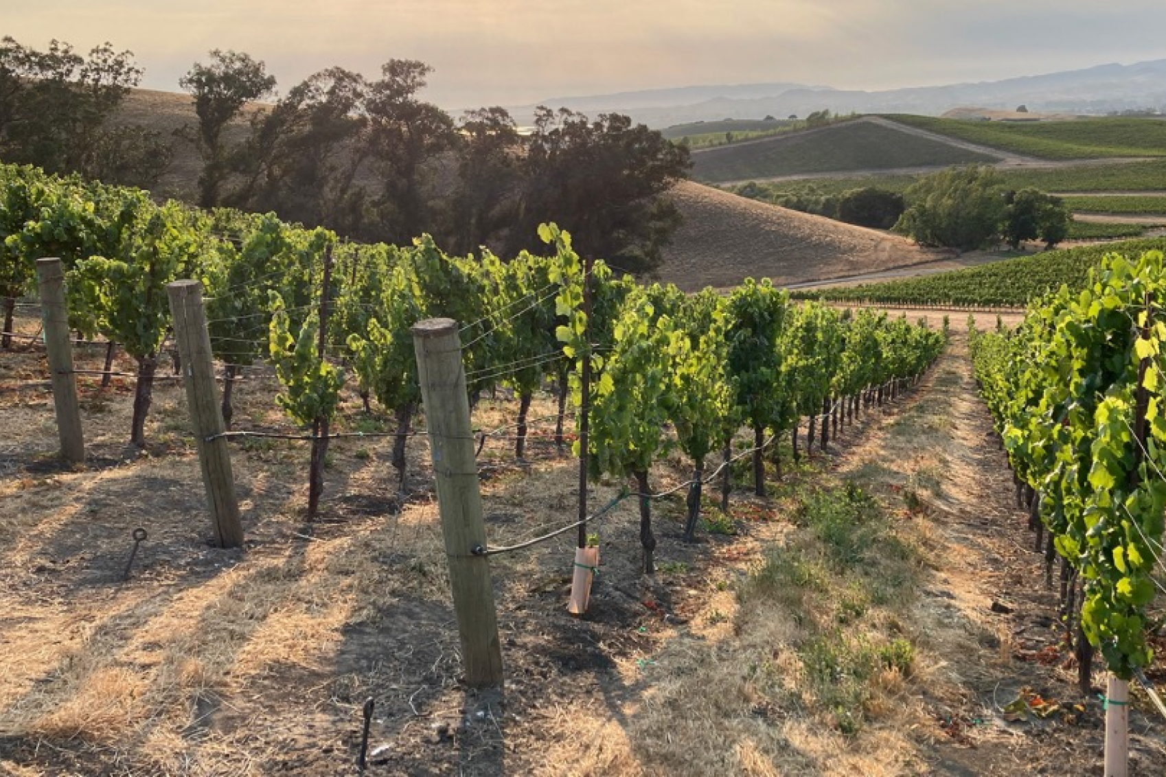 In the rows of grapes growing in the vineyards of Protege winery, with a beautiful pink sky in the background