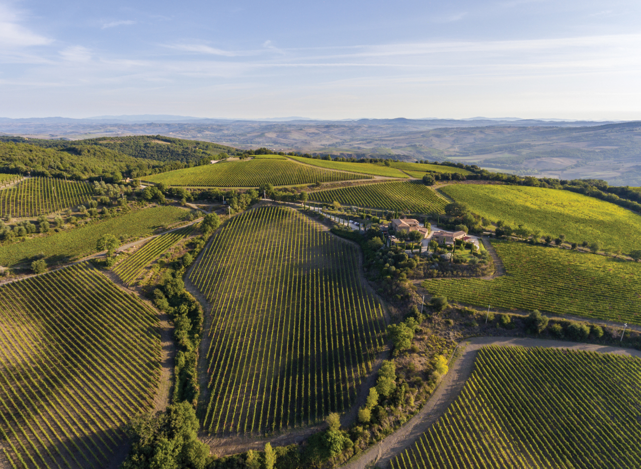 Italian vineyards