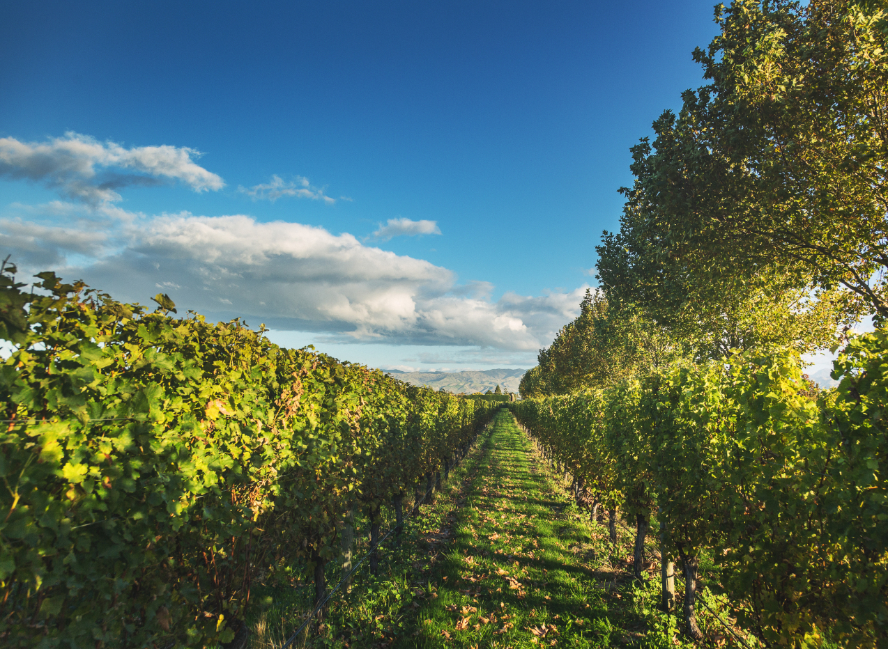 New Zealand winery