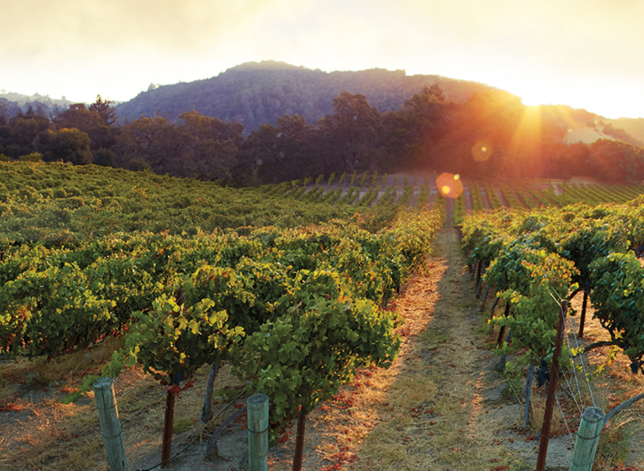 Sonoma county